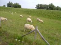 dscf1094_small.jpg